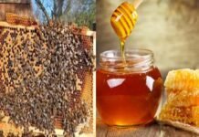 पौड़ी गढ़वाल : जिला योजना के तहत न्याय पंचायत चमराड़ा में बनाए जाएंगे मधु ग्राम maun-palan