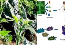 कंडाली (बिच्छू घास) में खोजे गए कोरोना वायरस से लड़ने वाले 23 यौगिक, हर्बल दवाई बनाने में हो सकती है कारगर bichhu ghas corona ki davayi