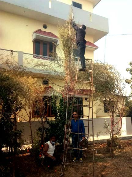 tallest-Bathua-plant