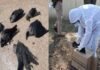 उत्तराखंड में बर्ड फ्लू की दस्तक, अब तक 700 से ज्यादा पक्षी मिले मरे पड़े, देहरादून, कोटद्वार के बाद आज श्रीनगर में भी मिले मरे कौवे Bird-flu