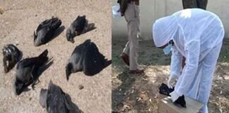 उत्तराखंड में बर्ड फ्लू की दस्तक, अब तक 700 से ज्यादा पक्षी मिले मरे पड़े, देहरादून, कोटद्वार के बाद आज श्रीनगर में भी मिले मरे कौवे Bird-flu