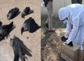 उत्तराखंड में बर्ड फ्लू की दस्तक, अब तक 700 से ज्यादा पक्षी मिले मरे पड़े, देहरादून, कोटद्वार के बाद आज श्रीनगर में भी मिले मरे कौवे Bird-flu