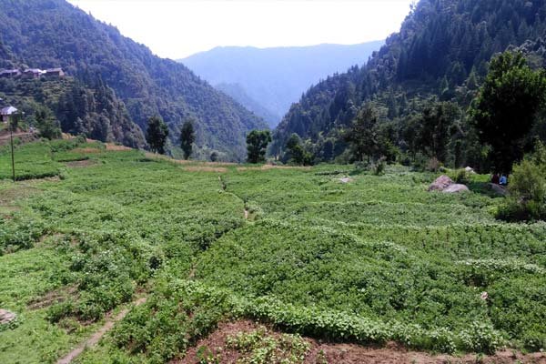 pahadon me alu ki kheti