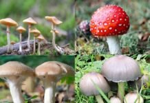 पौड़ी मूल के वैज्ञानिक डॉ. कमल ने पौड़ी जिले के जंगलों में खोजी मशरूम की नई प्रजाति, अब तक खोज चुके हैं 8 प्रजातियाँ jangli mushroom