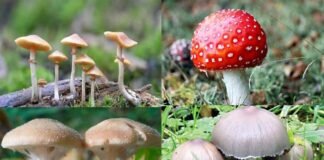 उत्तराखंड : जंगली मशरूम खाने से पिता-पुत्री की मौत, गांव में पसरा सन्नाटा jangli mushroom