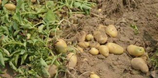 उत्तराखंड के पहाड़ी क्षेत्रों में आलू की व्यवसायिक खेती पर कृषि विशेषज्ञ डॉ. राजेंद्र कुकसाल की विस्तृत रिपोर्ट aalu ki kheti