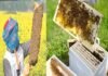 उत्तराखंड : मधुमक्खी पालन ग्राम उद्योग के रूप में अपनाएं किसान Bee-keeping Village Industries