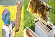 उत्तराखंड : मधुमक्खी पालन ग्राम उद्योग के रूप में अपनाएं किसान Bee-keeping Village Industries