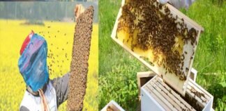 उत्तराखंड : मधुमक्खी पालन ग्राम उद्योग के रूप में अपनाएं किसान Bee-keeping Village Industries