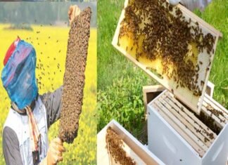 उत्तराखंड : मधुमक्खी पालन ग्राम उद्योग के रूप में अपनाएं किसान Bee-keeping Village Industries
