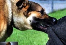 सोसाइटी कॉरिडोर में टहल रही बुजुर्ग महिला पर पालतू कुत्ते ने किया हमला, पुलिस ने मुकदमा दर्ज कर शुरू की जांच an elderly woman walking in the Society Corridor attacked by Dog