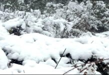 Snowfall in Uttarakhand : उत्तराखंड में पहाड़ों ने ओढ़ी बर्फ की सफ़ेद चादर, मैदानी इलाकों में शीत लहर snowfall-in-uttarakhand