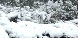 Snowfall in Uttarakhand : उत्तराखंड में पहाड़ों ने ओढ़ी बर्फ की सफ़ेद चादर, मैदानी इलाकों में शीत लहर snowfall-in-uttarakhand