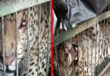 कोटद्वार : पिंजरे में हुआ कैद साढ़े तीन साल की मासूम को निवाला बनाने वाला गुलदार