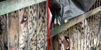 कोटद्वार : पिंजरे में हुआ कैद साढ़े तीन साल की मासूम को निवाला बनाने वाला गुलदार