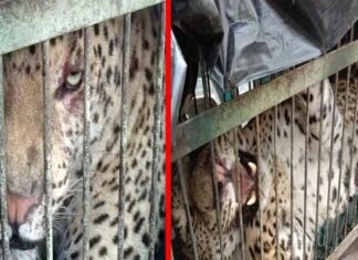 कोटद्वार : पिंजरे में हुआ कैद साढ़े तीन साल की मासूम को निवाला बनाने वाला गुलदार