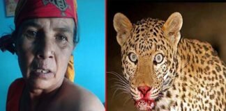 पौड़ी गढ़वाल : खेत में घास काटती महिला पर झपटा गुलदार Leopard attacked woman