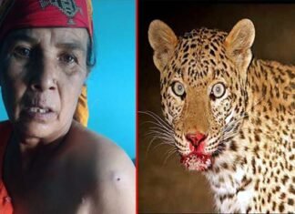 पौड़ी गढ़वाल : खेत में घास काटती महिला पर झपटा गुलदार Leopard attacked woman