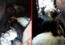 पौड़ी गढ़वाल : तेंदुए ने गौशाला में बंधी 7 बकरियां मार डाली, जनप्रतिनिधियों ने की गरीब पशुपालक को उचित मुआवाज़ा दिलाने की मांग Leopard kills 2 dozen goats