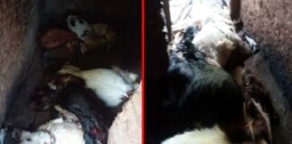 पौड़ी गढ़वाल : तेंदुए ने गौशाला में बंधी 7 बकरियां मार डाली, जनप्रतिनिधियों ने की गरीब पशुपालक को उचित मुआवाज़ा दिलाने की मांग Leopard kills 2 dozen goats