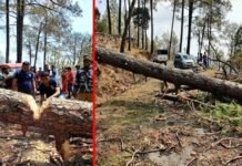 पौड़ी-कांसखेत-सतपुली मोटर मार्ग पर गिरे चीड़ के पेड़ को हटाने के लिए करना पड़ा 18 घण्टे का इंतजार, कोविड सेवाओं में लगे वाहन भी फंसे रहे Pauri-Kanshet-Satpuli-motorway