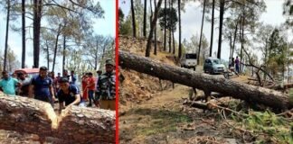 पौड़ी-कांसखेत-सतपुली मोटर मार्ग पर गिरे चीड़ के पेड़ को हटाने के लिए करना पड़ा 18 घण्टे का इंतजार, कोविड सेवाओं में लगे वाहन भी फंसे रहे Pauri-Kanshet-Satpuli-motorway