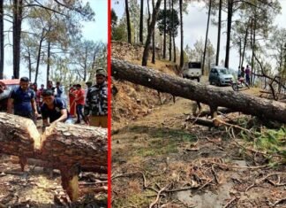 पौड़ी-कांसखेत-सतपुली मोटर मार्ग पर गिरे चीड़ के पेड़ को हटाने के लिए करना पड़ा 18 घण्टे का इंतजार, कोविड सेवाओं में लगे वाहन भी फंसे रहे Pauri-Kanshet-Satpuli-motorway