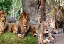 भारत में पहली बार इंसानों से जानवरों में फैला कोरोना, इस चिड़ियाघर में 8 शेर पाए गए कोरोना पॉजिटिव eight-lions-found-covid-positive-at-hyderabad-zoo