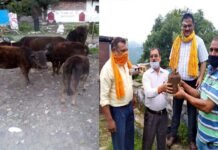 कोरोना संकट काल में भी लावारिस पशुओं की सेवा कर गौ धर्म निभा रहे हैं शिक्षक आनंद सिंह पंवार serving cows during the Corona crisis