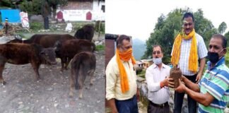 कोरोना संकट काल में भी लावारिस पशुओं की सेवा कर गौ धर्म निभा रहे हैं शिक्षक आनंद सिंह पंवार serving cows during the Corona crisis