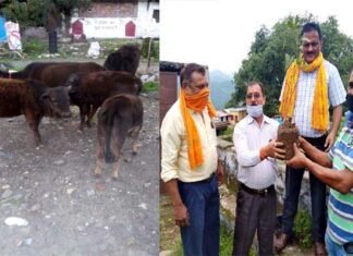 कोरोना संकट काल में भी लावारिस पशुओं की सेवा कर गौ धर्म निभा रहे हैं शिक्षक आनंद सिंह पंवार serving cows during the Corona crisis