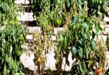 मिर्च के पौधों का अचानक मुर्झा कर सूखना, कैसे करें रोग से बचाव एवं उपचार? chilli-plants-chilli-plants-Sudden-wither