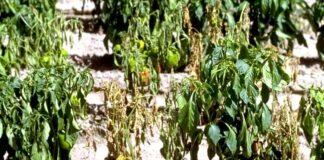 मिर्च के पौधों का अचानक मुर्झा कर सूखना, कैसे करें रोग से बचाव एवं उपचार? chilli-plants-chilli-plants-Sudden-wither