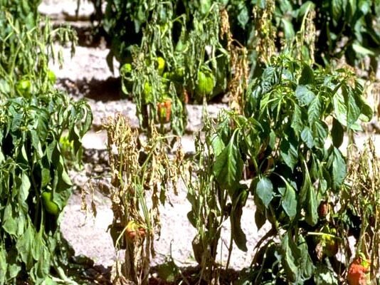 मिर्च के पौधों का अचानक मुर्झा कर सूखना, कैसे करें रोग से बचाव एवं उपचार? chilli-plants-chilli-plants-Sudden-wither