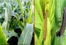 मक्के की फसल को फॉल आर्मी कीट से कैसे बचाएं ?, कृषि एवं उद्यान विशेषज्ञ डॉ. राजेंद्र कुकसाल दे रहे हैं विस्तृत जानकारी fall-army-worm