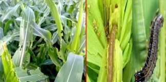 मक्के की फसल को फॉल आर्मी कीट से कैसे बचाएं ?, कृषि एवं उद्यान विशेषज्ञ डॉ. राजेंद्र कुकसाल दे रहे हैं विस्तृत जानकारी fall-army-worm