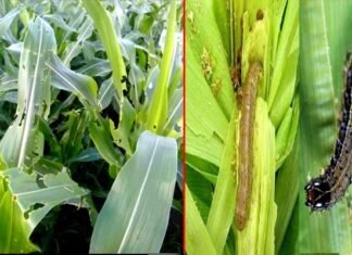 मक्के की फसल को फॉल आर्मी कीट से कैसे बचाएं ?, कृषि एवं उद्यान विशेषज्ञ डॉ. राजेंद्र कुकसाल दे रहे हैं विस्तृत जानकारी fall-army-worm