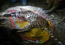 पौड़ी गढ़वाल : महिला को निवाला बनाने वाली मादा गुलदार को कुछ ही घंटों में शिकारी ने किया ढेर hunter-killed-leopard