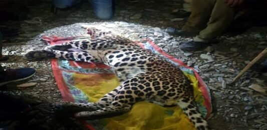 hunter-killed-leopard