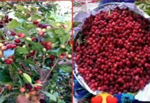 इस साल नहीं दिख दिख रहे हैं काफल, पहाड़ के जंगलों में काफल का पड़ गया अकाल kafal