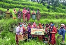 वृक्षारोपण कार्यक्रम के तहत लगाए गए फलदार व छायादार पौधे Plantation program in Veena Talla