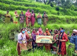 वृक्षारोपण कार्यक्रम के तहत लगाए गए फलदार व छायादार पौधे Plantation program in Veena Talla