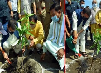 मुख्यमंत्री पुष्कर सिंह धामी ने जौलीग्रांट में किया वृक्षारोपण, पर्यावरण संरक्षण के साथ ही हमारी सांस्कृतिक परंपरा का प्रतीक हरेला harela-parv-2021