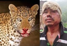 पौड़ी गढ़वाल : तेंदुए ने युवक पर हमला कर किया घायल, ग्रामीणों में दहशत द्वारीखाल के कांडी गांव में तेंदुए ने युवक पर हमला कर किया घायल