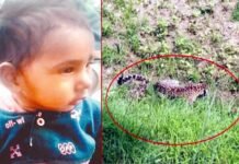 उत्तराखंड : आंगन में खेल रही डेढ़ साल की बच्ची को मुंह में दबाकर ले गया गुलदार, जंगल से शव बरामद leopard killed minor girl