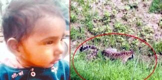 उत्तराखंड : आंगन में खेल रही डेढ़ साल की बच्ची को मुंह में दबाकर ले गया गुलदार, जंगल से शव बरामद leopard killed minor girl