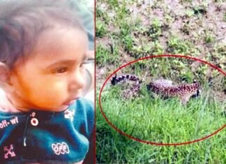 उत्तराखंड : आंगन में खेल रही डेढ़ साल की बच्ची को मुंह में दबाकर ले गया गुलदार, जंगल से शव बरामद leopard killed minor girl