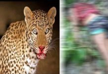 पौड़ी गढ़वाल : गुलदार ने फिर बनाया 28 साल के युवक को निवाला, जंगल से क्षत-विक्षत शव बरामद leopard killed yuth in dwarikhal