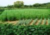 उत्तराखंड में जैविक खेती की हकीकत! देखें डॉ. राजेंद्र कुकसाल की रिपोर्ट organic-clusters