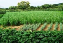 उत्तराखंड में जैविक खेती की हकीकत! देखें डॉ. राजेंद्र कुकसाल की रिपोर्ट organic-clusters